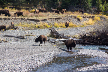 Yellowstone National Park