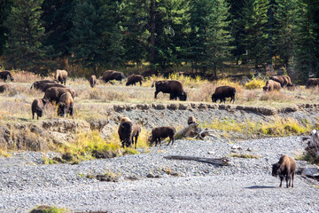 Yellowstone National Park