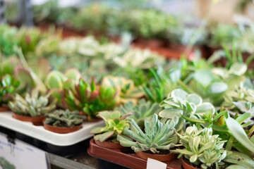 Closeup of various potted succulents in small pots arranged on shelves in flower department of hypermarket..