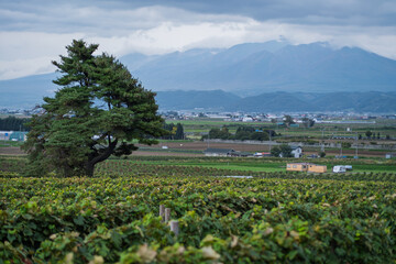 ブドウ畑と富良野町と大雪山