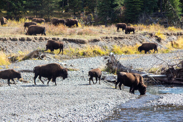 Fototapeta premium Yellowstone National Park