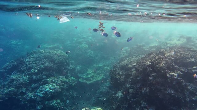 Unterwasser Video von Umweltverschmutzung im Meer. Eine Plastikt&uuml;te in einem Korallenriff