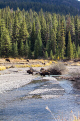 Yellowstone National Park