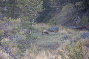 Yellowstone National Park
