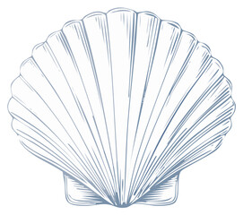 Hand drawn illustration of a seashell with a line art style
