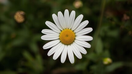 Fototapeta premium Close Up Of A White Daisy With A Yellow Center Surrounded By Greenery