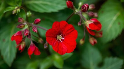 Obraz premium Vivid Red Star Shaped Flowers Blooming Among Lush Green Foliage In Sunlight