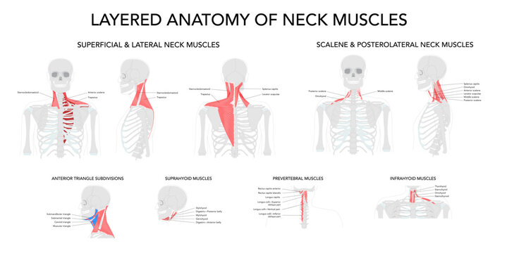Set of Layered Anatomy of Neck Muscles - Detailed anatomical illustration showing the neck muscles organized in layers from superficial to deep, including cervical and prevertebral muscles. 