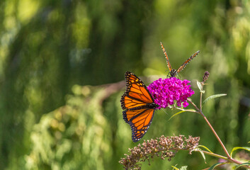 Beautiful Monarch butterfly on pink phlox flower