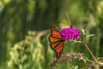 Beautiful Monarch butterfly on pink phlox flower