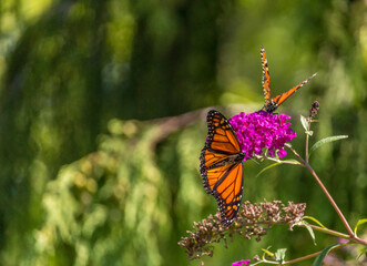 Beautiful Monarch butterfly on pink phlox flower
