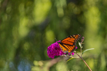 Beautiful Monarch butterfly on pink phlox flower