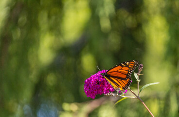 Beautiful Monarch butterfly on pink phlox flower