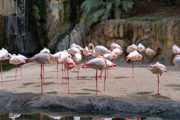 Group of flamingos standing on one leg by water surrounded by rocks and greenery in zoo. The birds are in peaceful environment, creating serene and natural scene