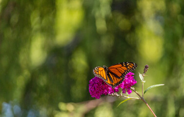 Beautiful Monarch butterfly on pink phlox flower