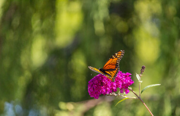 Beautiful Monarch butterfly on pink phlox flower