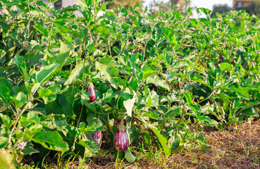Purple striped eggplant garden-stuff s hang on bushes and sing under southern warm sun. Rows of vegetable crops grow on private plantation
