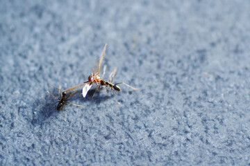Black ant working together lift up flies