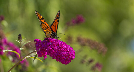 Beautiful Monarch butterfly on pink phlox flower