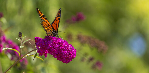 Beautiful Monarch butterfly on pink phlox flower