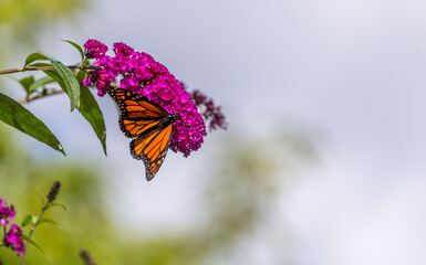 Beautiful Monarch butterfly on pink phlox flower