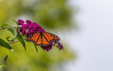 Beautiful Monarch butterfly on pink phlox flower