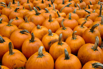 pile of pumpkins
