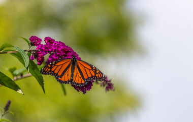 Beautiful Monarch butterfly on pink phlox flower