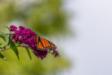 Beautiful Monarch butterfly on pink phlox flower