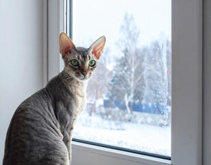 Gray cat with green eyes sitting on windowsill looking outside at snowy winter landscape with bare trees and frosted glass, creating calm and serene atmosphere