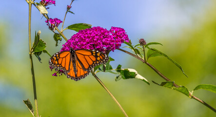 Beautiful Monarch butterfly on pink phlox flower