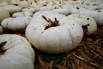pumpkins on the ground