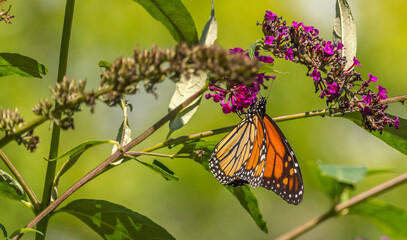 Beautiful Monarch butterfly on pink phlox flower