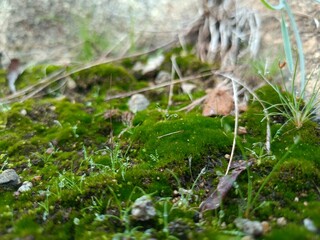 Evergreen Moss Lush Green Carpet on Forest Floor Natural Moist Ground Plant