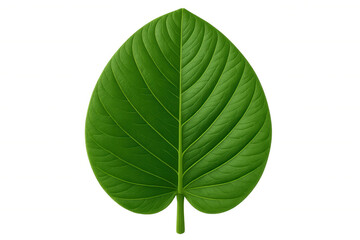 Obraz premium Green tropical leaf showing natural veins, isolated foliage on transparent background representing ecology and environment