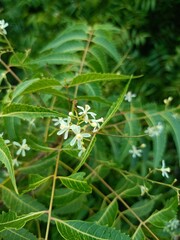 Neem Tree (Azadirachta indica)  Nature’s Healing Wonder and Blossoming Protector