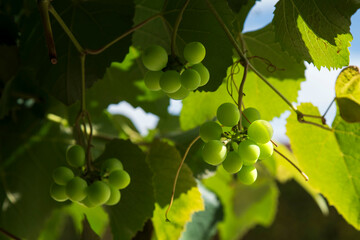Bunch of grapes on a vine