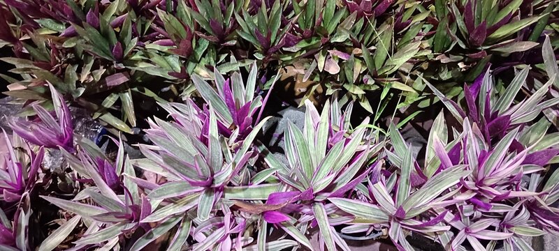 Tradescantia spathacea, Moses in the Cradle, Boat Lily, or Oyster Plant.