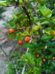 Randia Aculeata White Indigoberry Tropical Shrub Green Leaves Small White Fruits Wild Plant Natural Flora Botanical Beauty