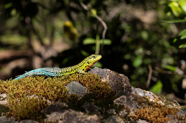 colorida lagartija esbelta tomando sol sobre una roca