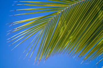 Blue Sky Background with a Healthy Green Palm Frond in the Foreground. © ttrimmer