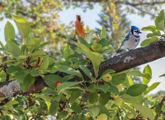A blue jay perched on the branch of a crab apple tree, daytime, nobody