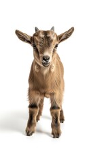 Obraz premium Adorable Baby Goat Portrait.