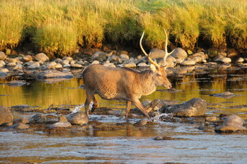 Red Deer (Cervus elaphus) at Corran on Loch Hourn, near Glenelg, Kyle of Lochalsh, Ross-shire, Scotland, UK