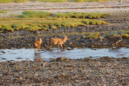Red Deer (Cervus elaphus) at Corran on Loch Hourn, near Glenelg, Kyle of Lochalsh, Ross-shire, Scotland, UK