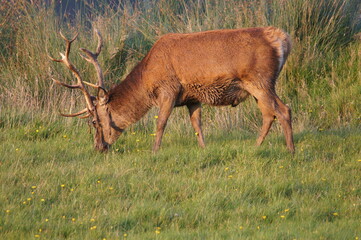 Red Deer (Cervus elaphus) at Corran on Loch Hourn, near Glenelg, Kyle of Lochalsh, Ross-shire, Scotland, UK