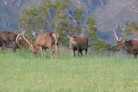 Red Deer (Cervus elaphus) at Corran on Loch Hourn, near Glenelg, Kyle of Lochalsh, Ross-shire, Scotland, UK