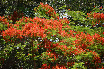 Australia- A Beautiful Poinciana Tree With Orange Flowers