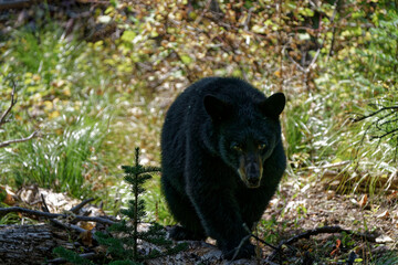 black bear in the woods