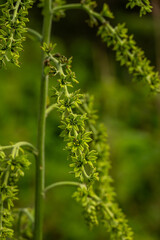 False Hellebore Close Up In Glacier